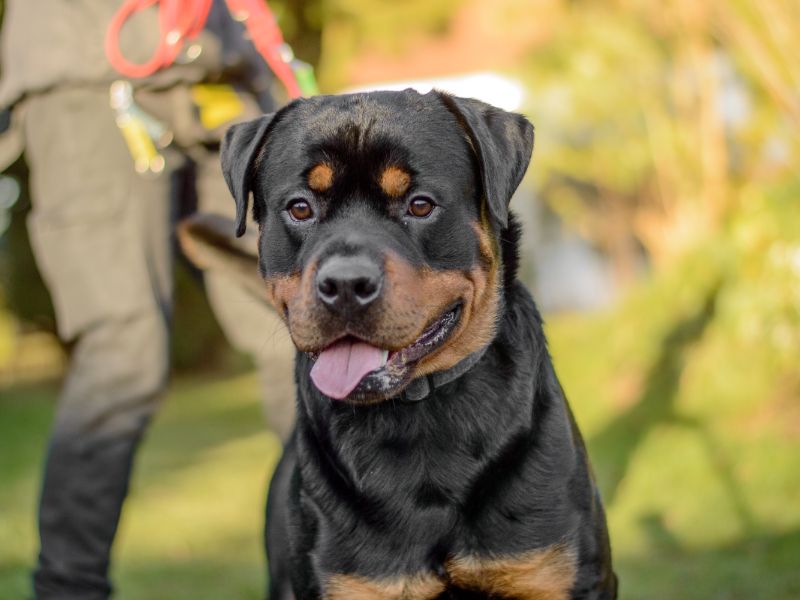 undefined | Rottweiler | undefined - 4