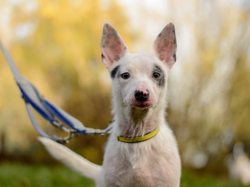 Jack Russell Terrier for adoption in Kenilworth, Warks – 5 months old