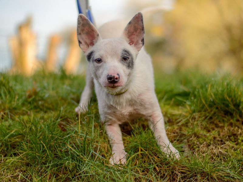 Jack Russell Terrier for adoption in Kenilworth, Warwickshire – 6 months old - Image 3 of 4