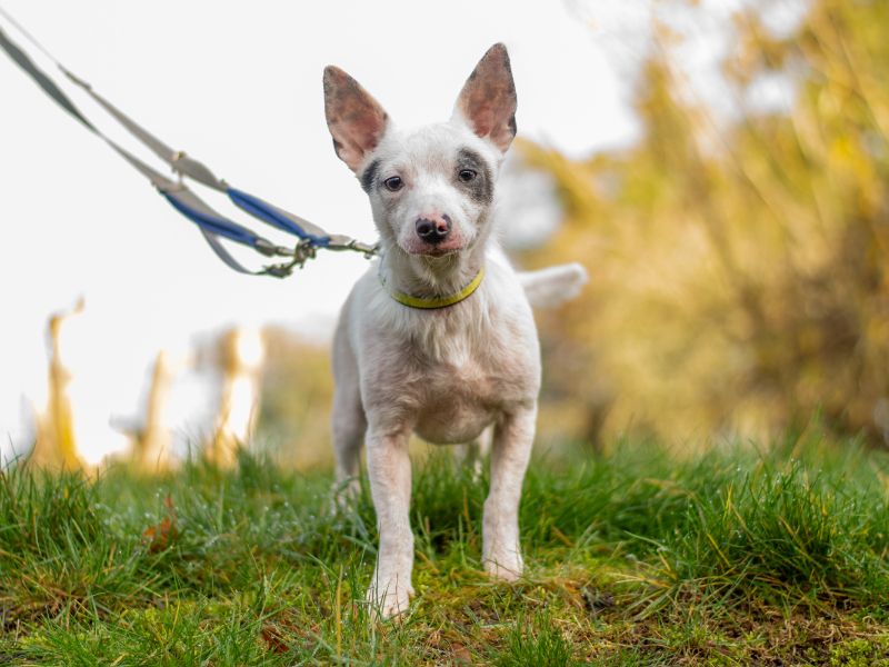 Jack Russell Terrier for adoption in Kenilworth, Warwickshire – 6 months old - Image 4 of 4
