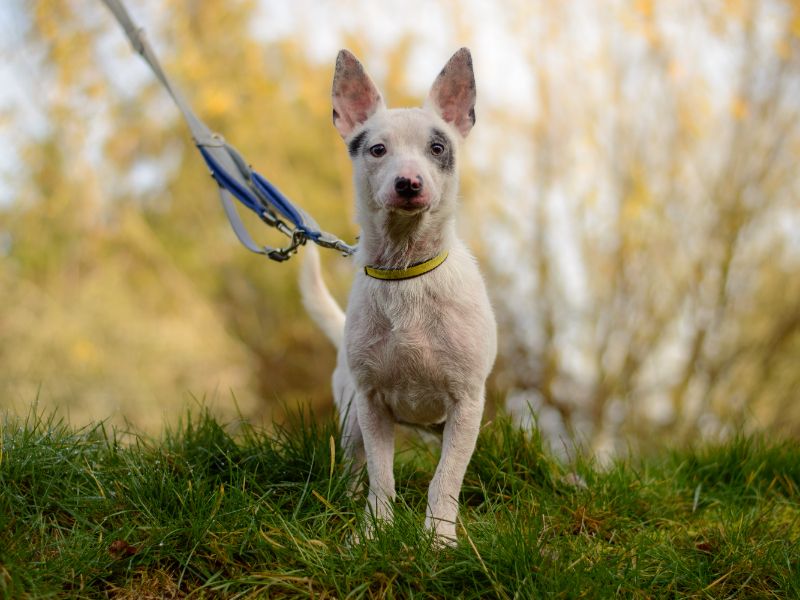 Jack Russell Terrier for adoption in Kenilworth, Warwickshire – 6 months old - Image 2 of 4