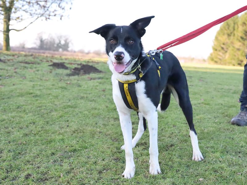 Border Collie for adoption in Leeds, Yorkshire – 8 months old