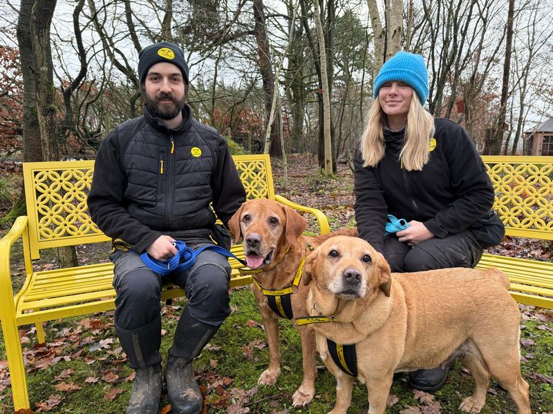 Fudge, a 8 years old male Unknown available for adoption from Dogs Trust in West Calder, Edinburgh