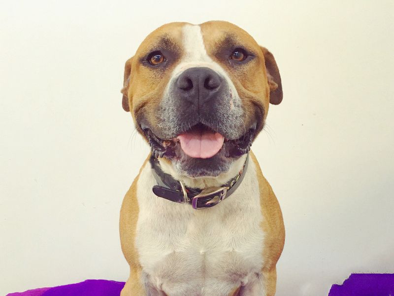 American Bulldog Dogs And Puppies For Adoption