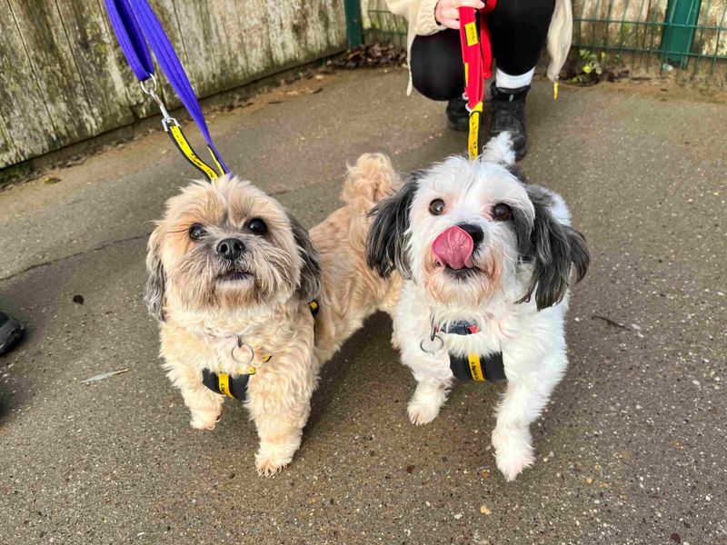 Poppy | Crossbreed | Loughborough - 1