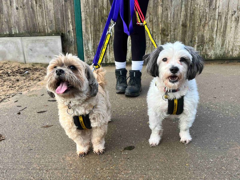 Winter, a 8 years old female Crossbreed available for adoption from Dogs Trust in The Wolds, Leicestershire