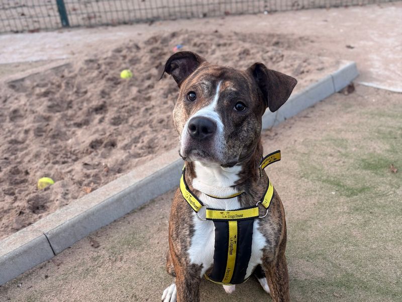 Tiddlywinks | Terrier (Staffordshire Bull) Cross | Manchester - 1