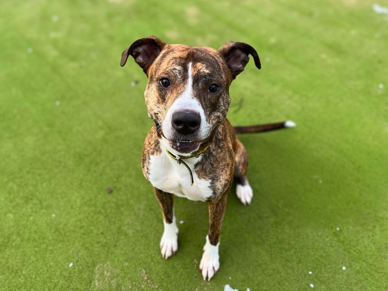 Tiddlywinks, a 4 years old male Crossbreed available for adoption from Dogs Trust in Manchester, Greater Manchester