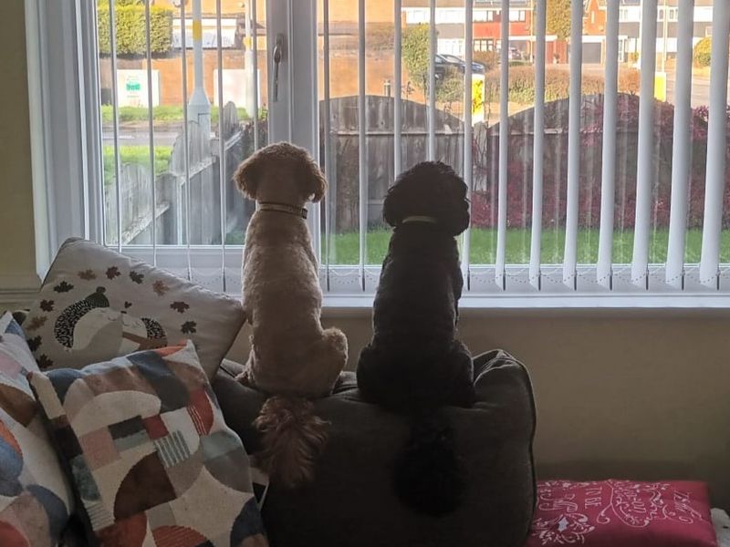 Theo | Spaniel (Cavalier King Charles) Cross | Kenilworth (West Midlands) - 1