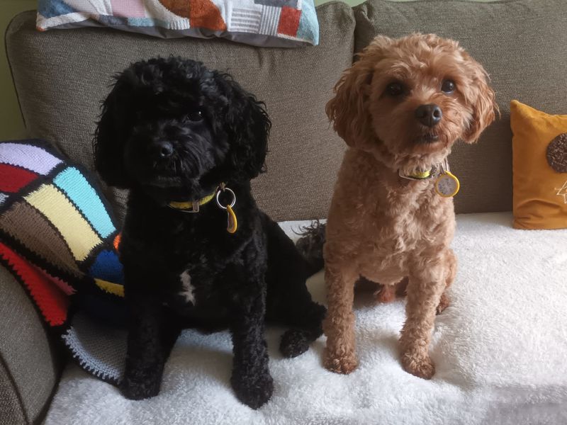 Poodle for adoption in Kenilworth, Warks – 9 years old - Image 2 of 7