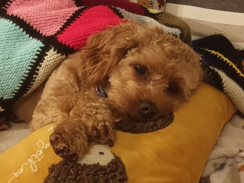 Poodle for adoption in Kenilworth, Warks – 9 years old - Image 4 of 7