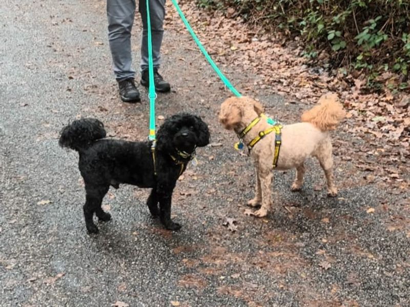 Frankie | Spaniel (Cavalier King Charles) Cross | Kenilworth (West Midlands) - 1