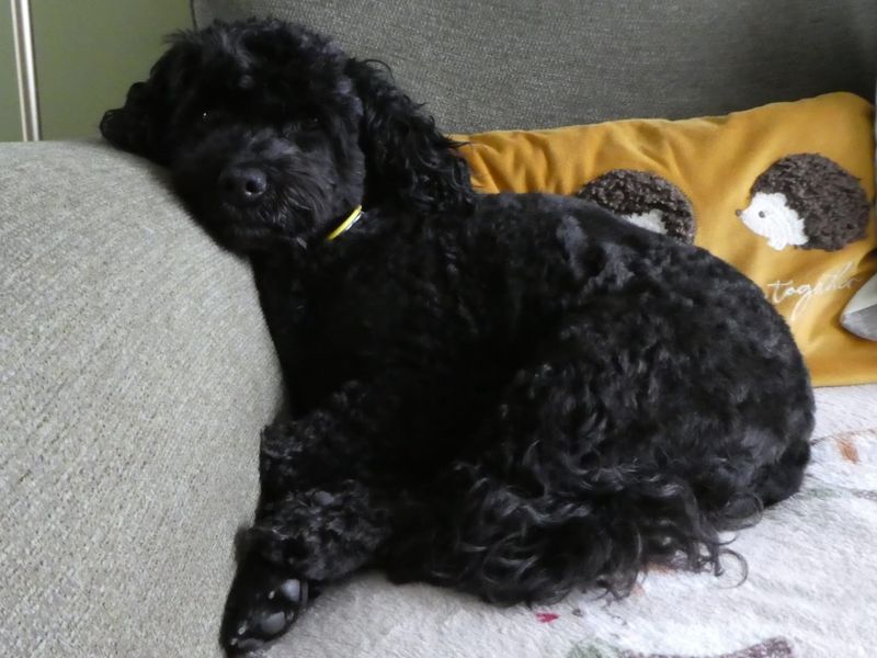 Cavalier King Charles Spaniel for adoption in Kenilworth, Warks – 6 years old - Image 6 of 6