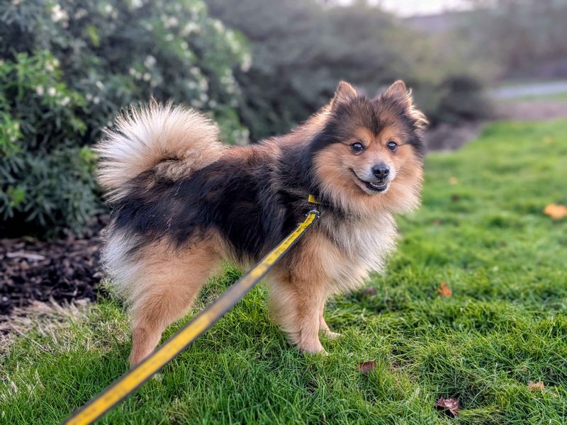 Pomeranian for adoption in Cardiff / Caerdydd, South Glamorgan – 5 years old - Image 3 of 4