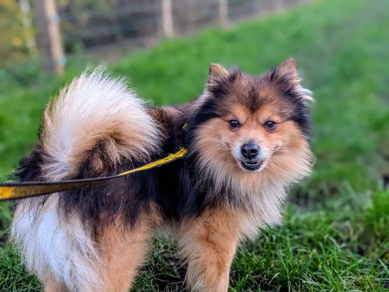 Pomeranian for adoption in Cardiff, Glamorgan – 5 years old