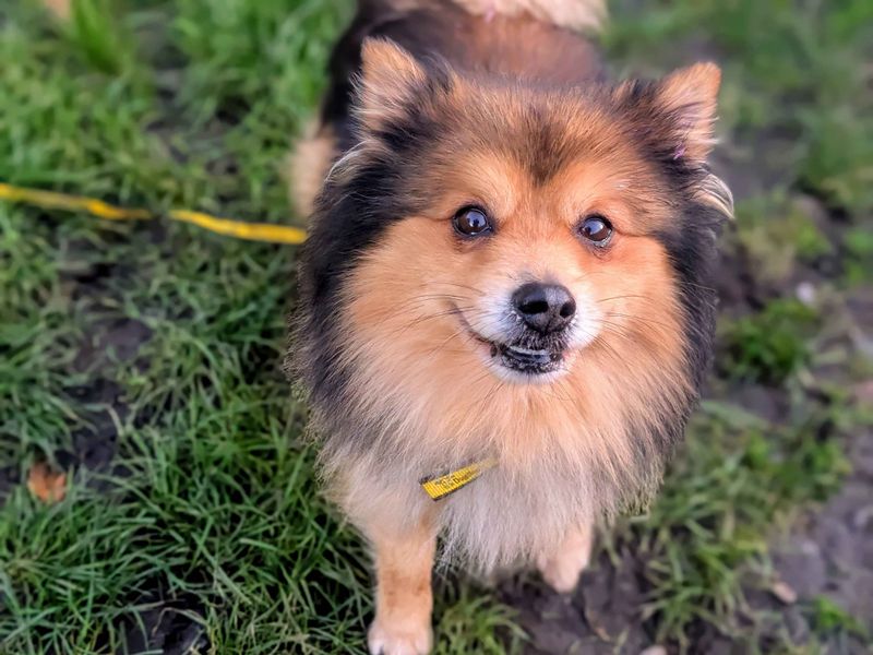Pomeranian for adoption in Cardiff / Caerdydd, South Glamorgan – 5 years old - Image 2 of 4