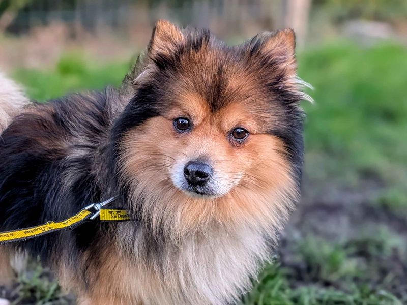Pomeranian for adoption in Cardiff / Caerdydd, South Glamorgan – 5 years old - Image 4 of 4