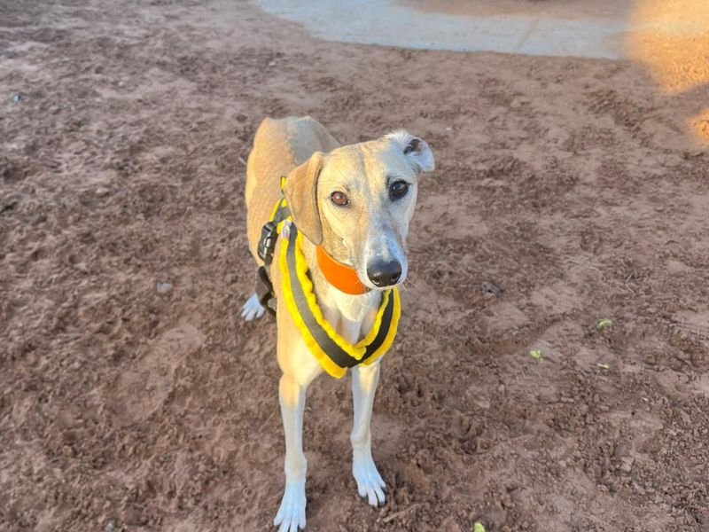 River, a 2 years old female Lurcher available for adoption from Dogs Trust in Loughborough, Leicestershire