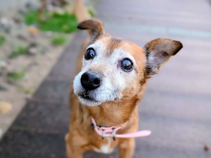 Jack Russell Terrier for adoption in Cardiff, Glamorgan – 14 years old