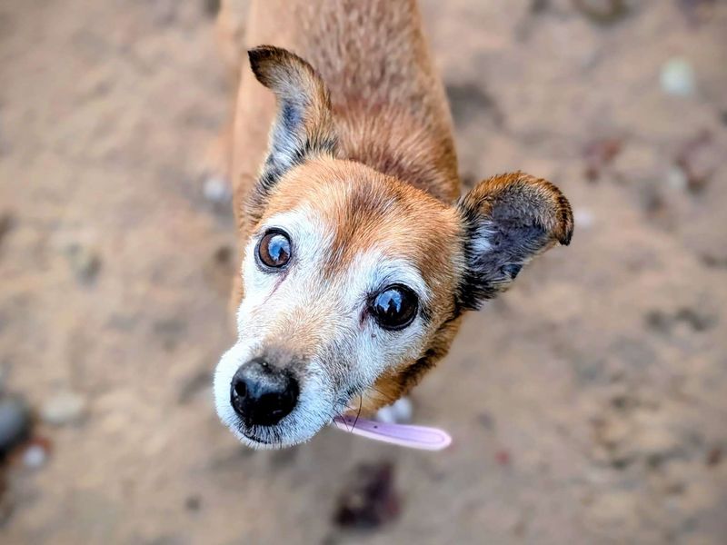 Jack Russell Terrier for adoption in Cardiff, Glamorgan – 14 years old - Image 2 of 2
