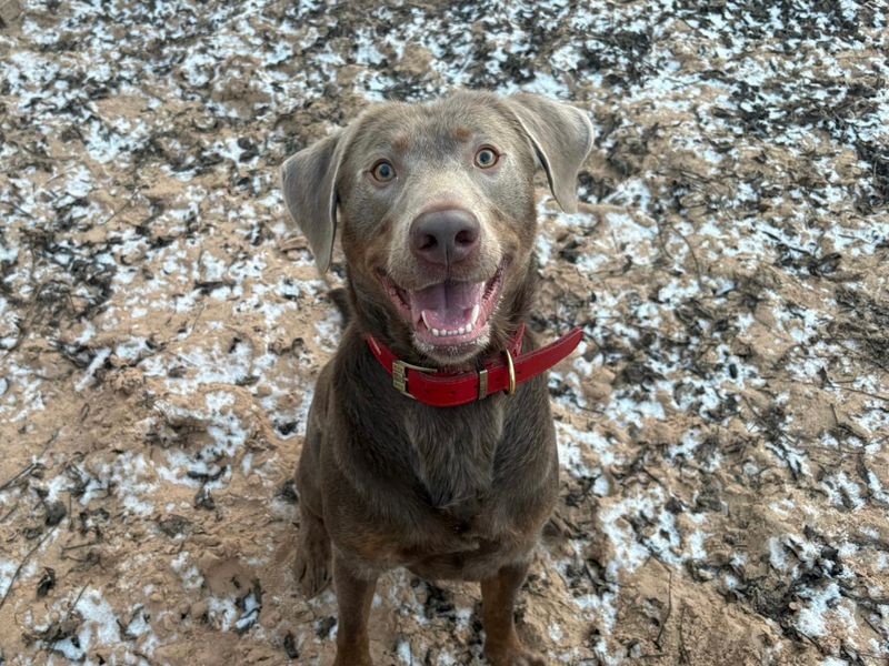 Milo | Retriever (Labrador) | Loughborough - 1
