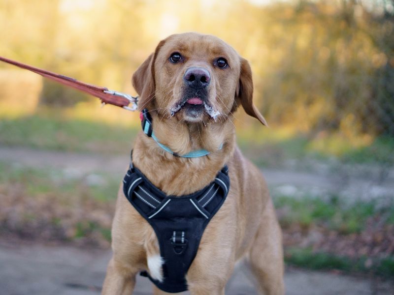 Golden Retriever for adoption in Kenilworth, Warwickshire – 1 year old - Image 4 of 4