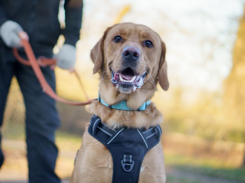 Golden Retriever for adoption in Kenilworth, Warwickshire – 1 year old - Image 3 of 4