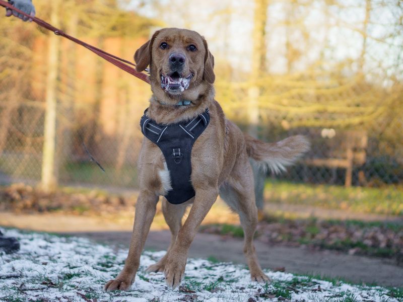 Golden Retriever for adoption in Kenilworth, Warwickshire – 1 year old - Image 2 of 4