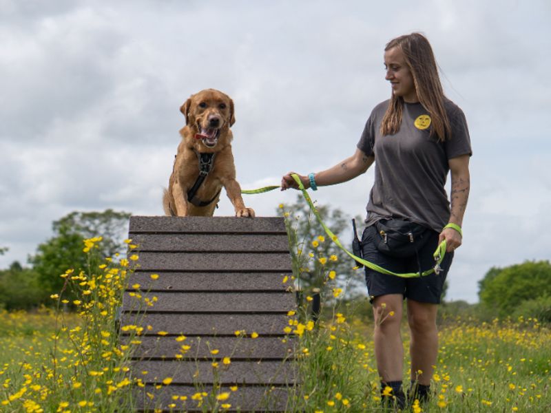 undefined | Retriever (Golden) Cross | undefined - 1