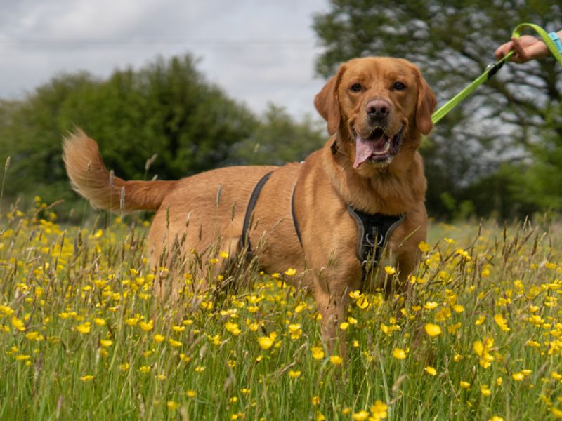 undefined | Retriever (Golden) Cross | undefined - 2