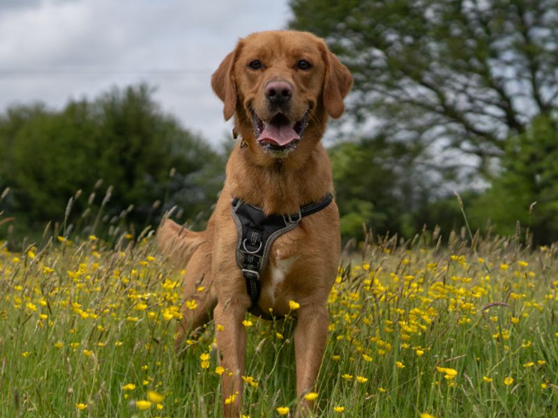 undefined | Retriever (Golden) Cross | undefined - 5