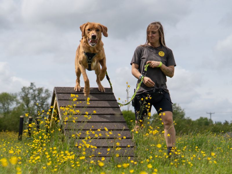 undefined | Retriever (Golden) Cross | undefined - 3