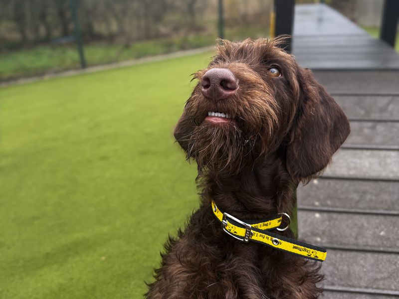 Rufus | Poodle (Standard) Cross | Basildon (Essex) - 1