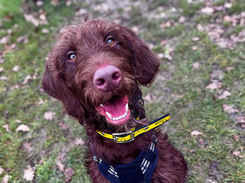 Poodle for adoption in Wickford, Essex – 7 months old - Image 2 of 2