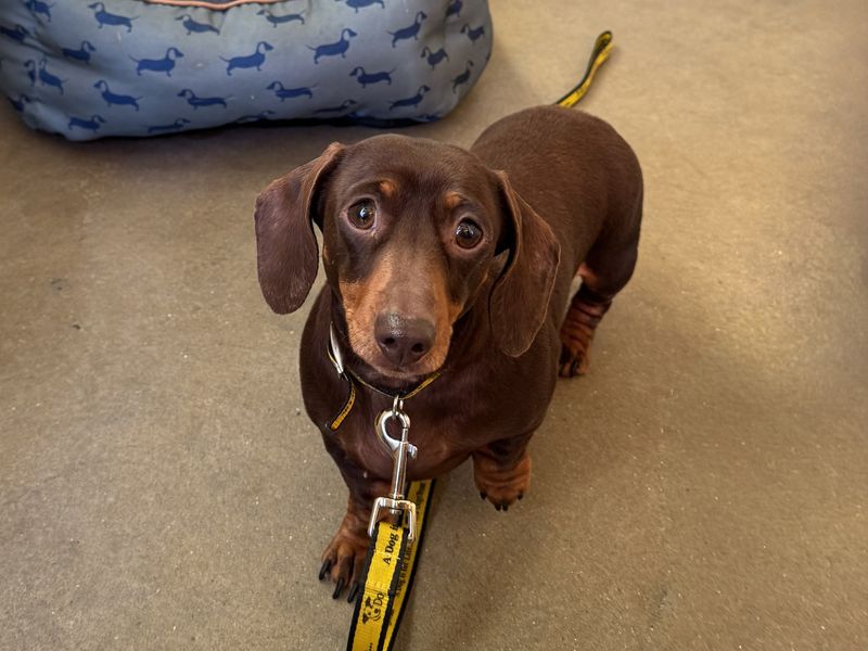 Pippa, a 6 years old female Dachshund available for adoption from Dogs Trust in Basildon, Essex