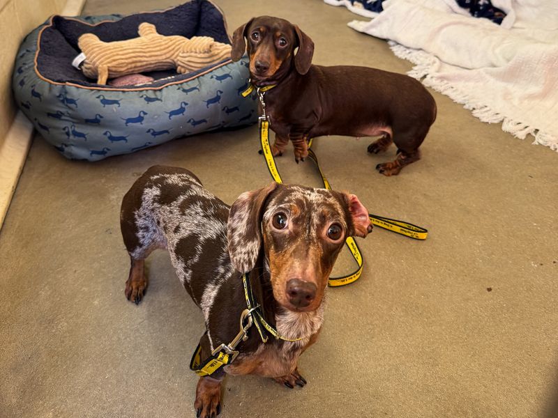 Pippa | Dachshund (Smooth Haired) | Basildon (Essex) - 1