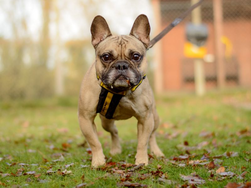 Bubbles - Image 2 of 3