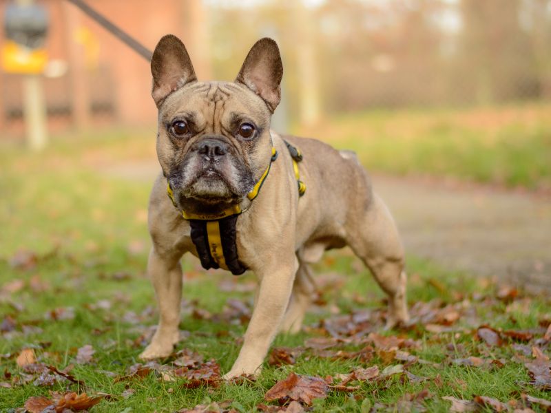 French Bulldog for adoption in Kenilworth, Warks – 7 years old