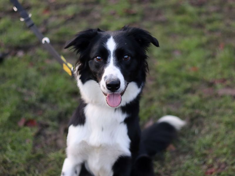Border Collie for adoption in Glasgow, Scotland – 1 year old