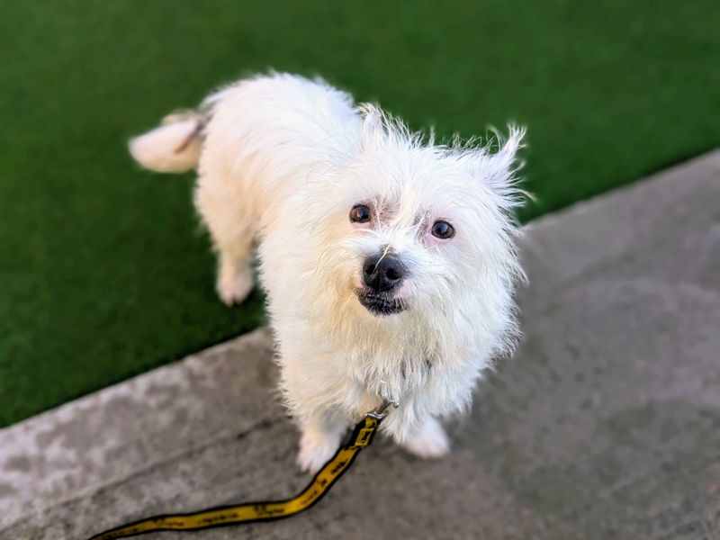 Jack Russell Terrier for adoption in Cardiff, Glamorgan – 2 years old - Image 5 of 5