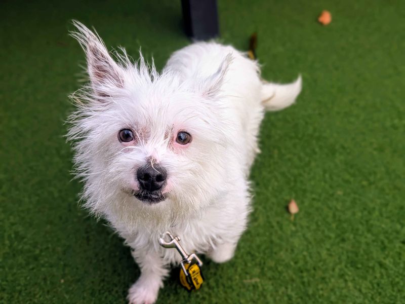 Jack Russell Terrier for adoption in Cardiff, Glamorgan – 2 years old