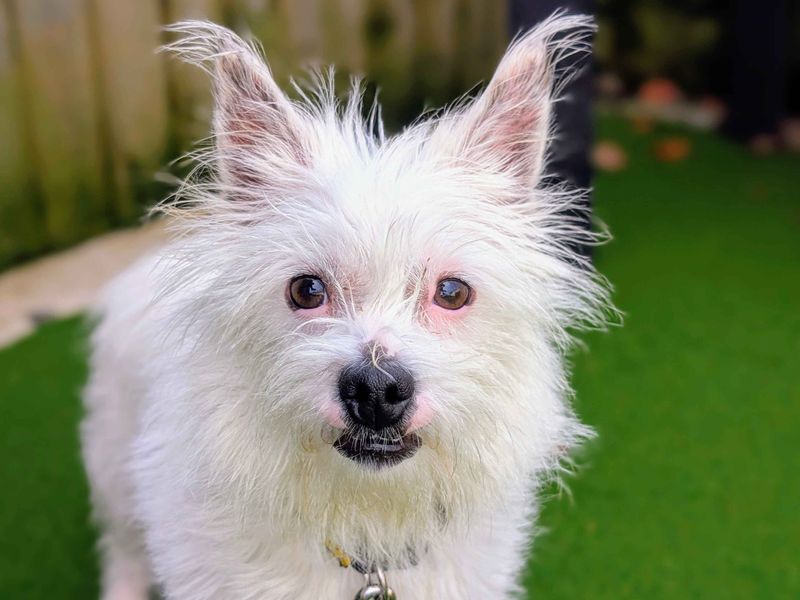 Jack Russell Terrier for adoption in Cardiff, Glamorgan – 2 years old - Image 4 of 5