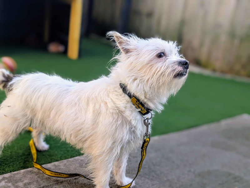 Jack Russell Terrier for adoption in Cardiff, Glamorgan – 2 years old - Image 2 of 5