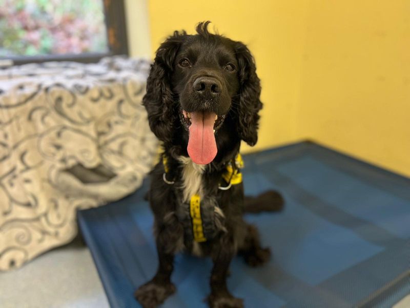 Springer Spaniel for adoption in Ilfracombe, Devon – 5 years old - Image 6 of 6