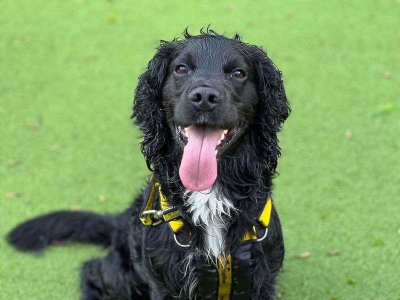 Springer Spaniel for adoption in Ilfracombe, Devon – 5 years old - Image 2 of 6