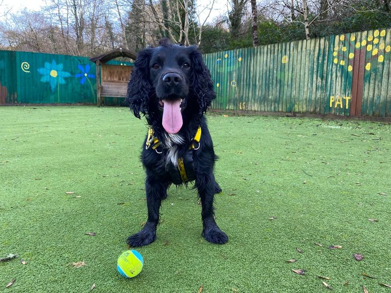 Cocker Spaniel Dogs And Puppies For Adoption