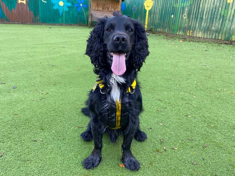 Murphy | Spaniel (English Springer) Cross | Ilfracombe - 1