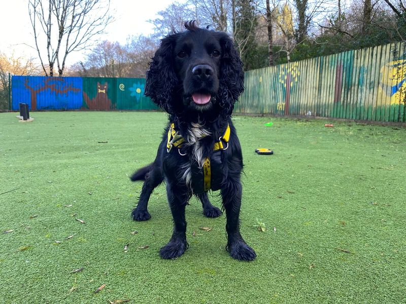 Springer Spaniel for adoption in Ilfracombe, Devon – 5 years old - Image 3 of 6