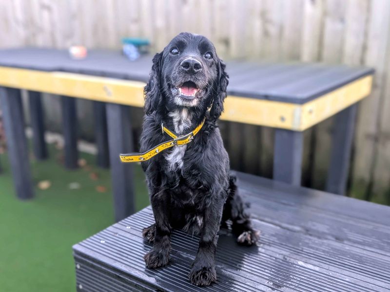 Dino, a 6 years old male Cocker Spaniel available for adoption from Dogs Trust in Splott, Wales