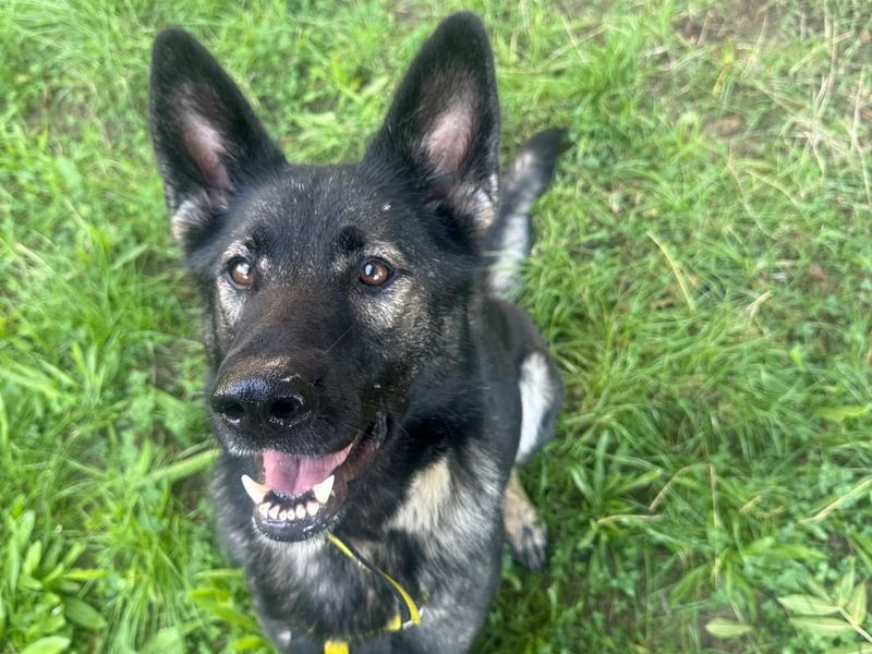 Indie | German Shepherd Dog Cross | Shrewsbury (Shropshire) - 1